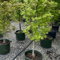 Osakazuki Japanese Maple