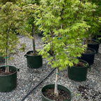 Osakazuki Japanese Maple