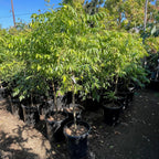 Row of potted Otaheite Apple trees in a nursery setting