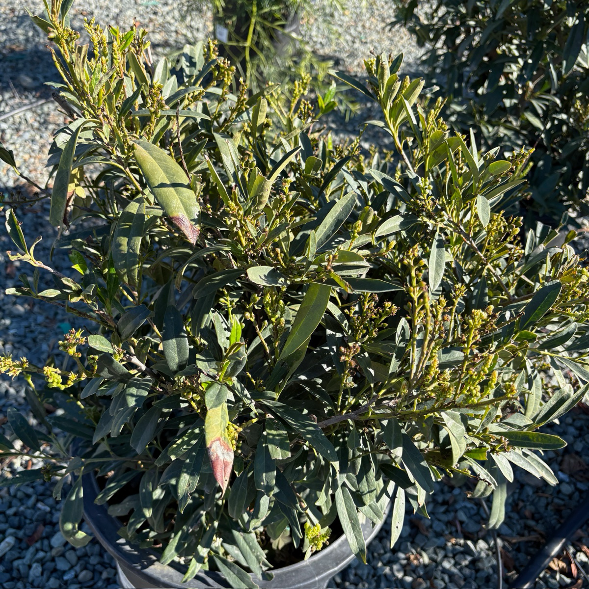 Otto Luyken English Laurel