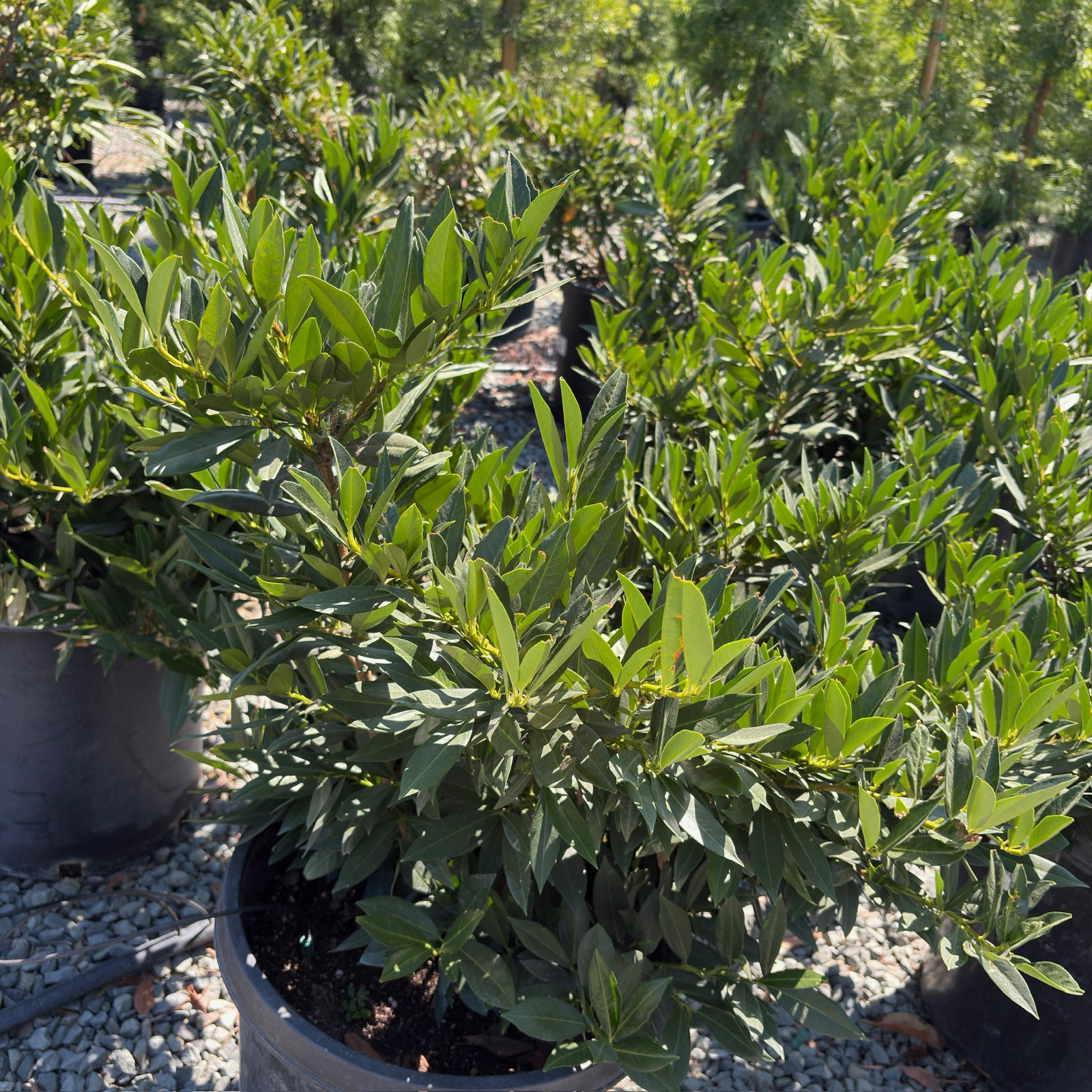 Otto Luyken English Laurel