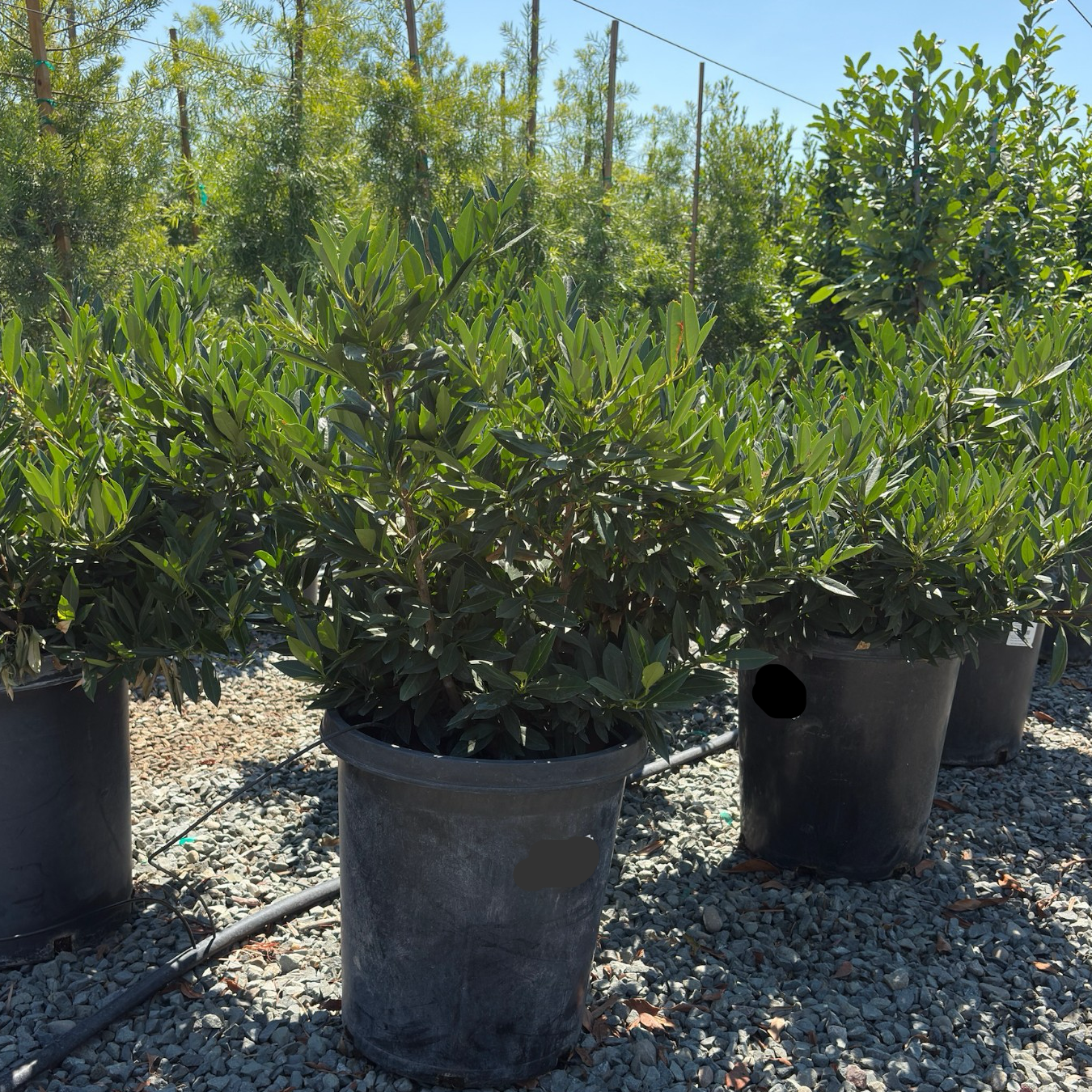 Otto Luyken English Laurel