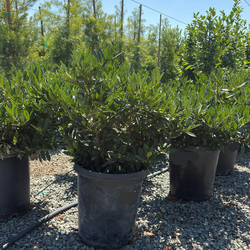 Otto Luyken Laurel | Dwarf Evergreen Flowering Shrub – Victory Nursery