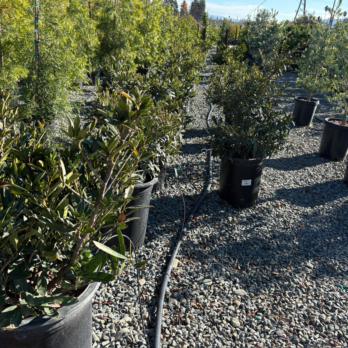 Otto Luyken English Laurel