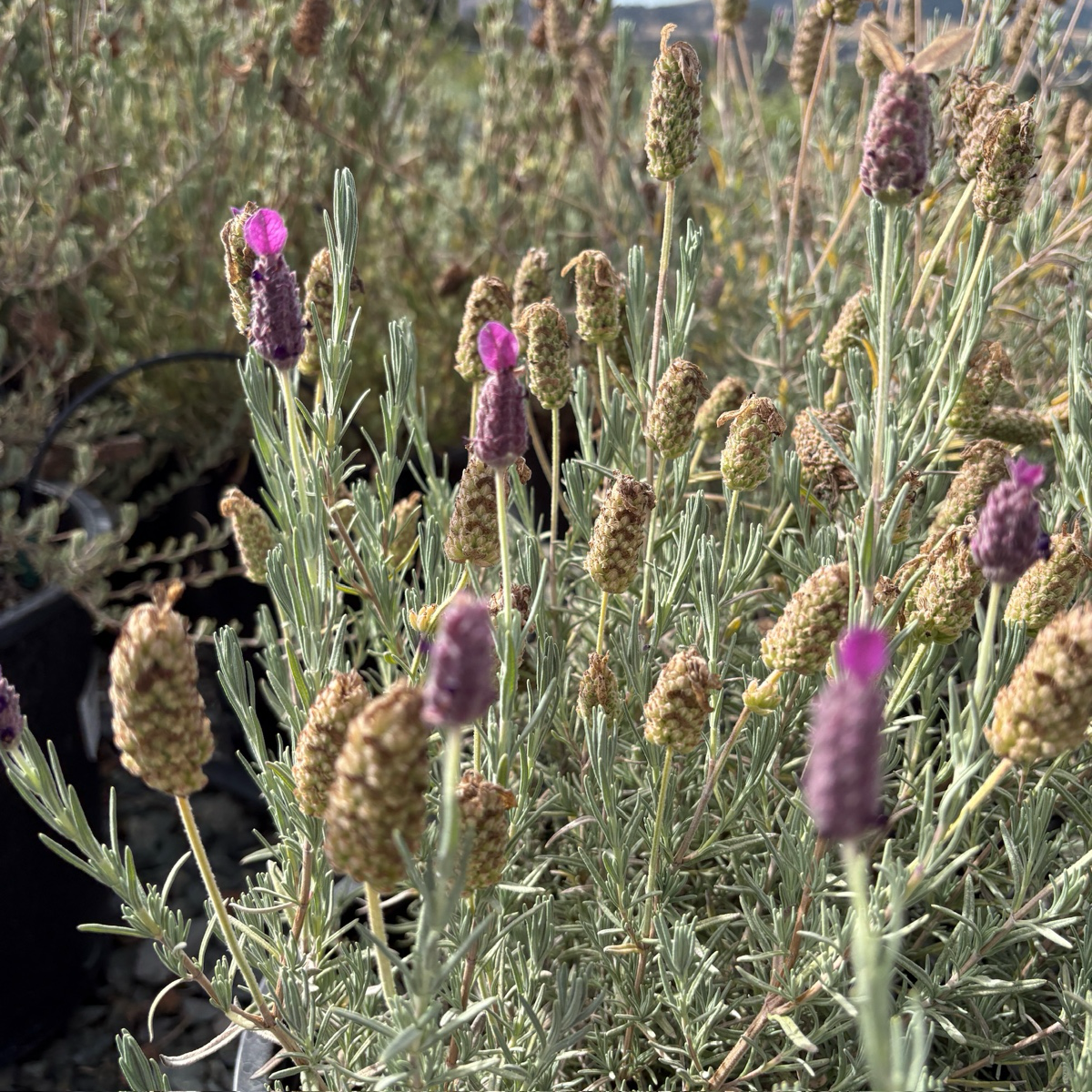 Otto Quast Spanish Lavender plants with purple flowers and green leaves in a garden setting.