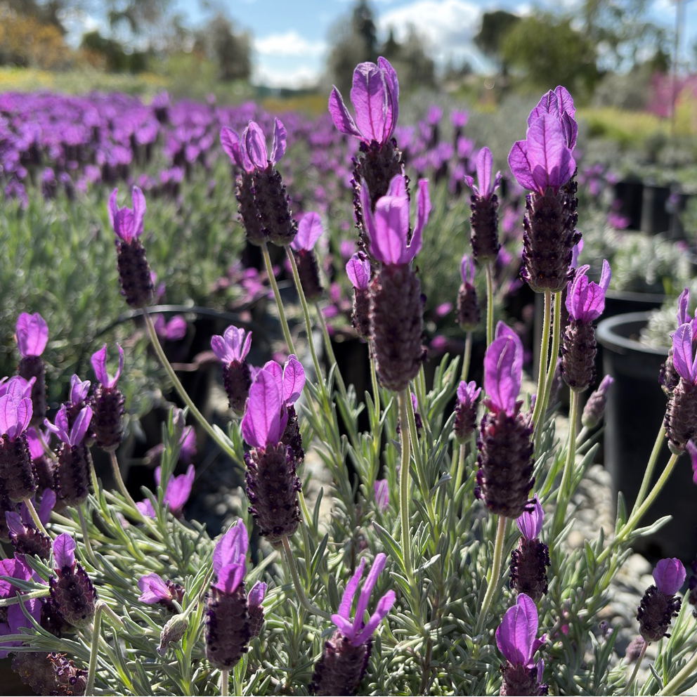 Purple Otto Quast Spanish Lavender plants in a field with a clear blue sky.