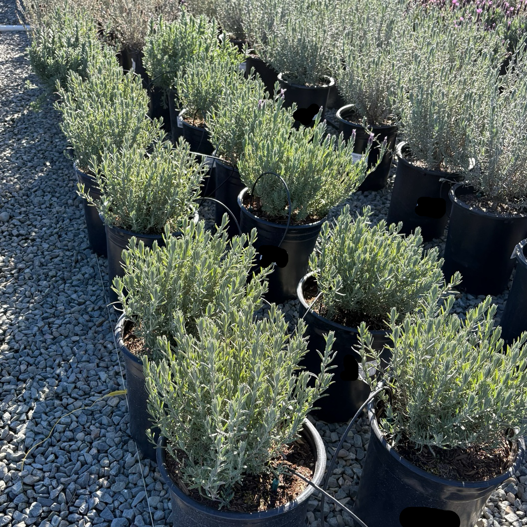 Row of potted Otto Quast Spanish Lavender plants on a gravel surface