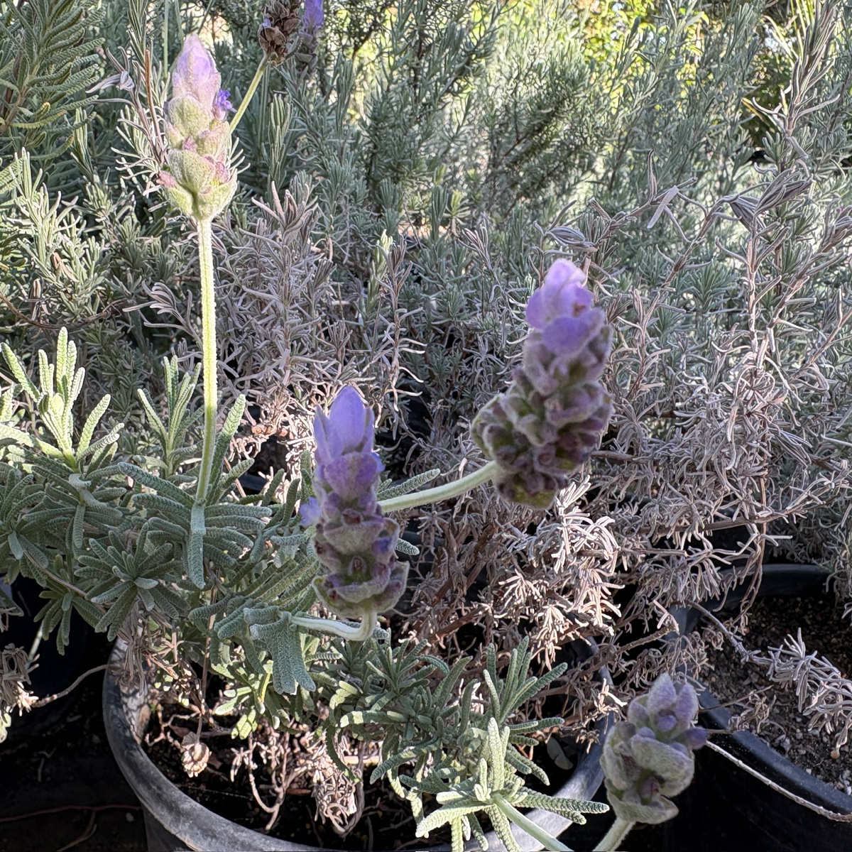 buena vista lavender plants for sale Spanish Lavender 'Otto Quast'