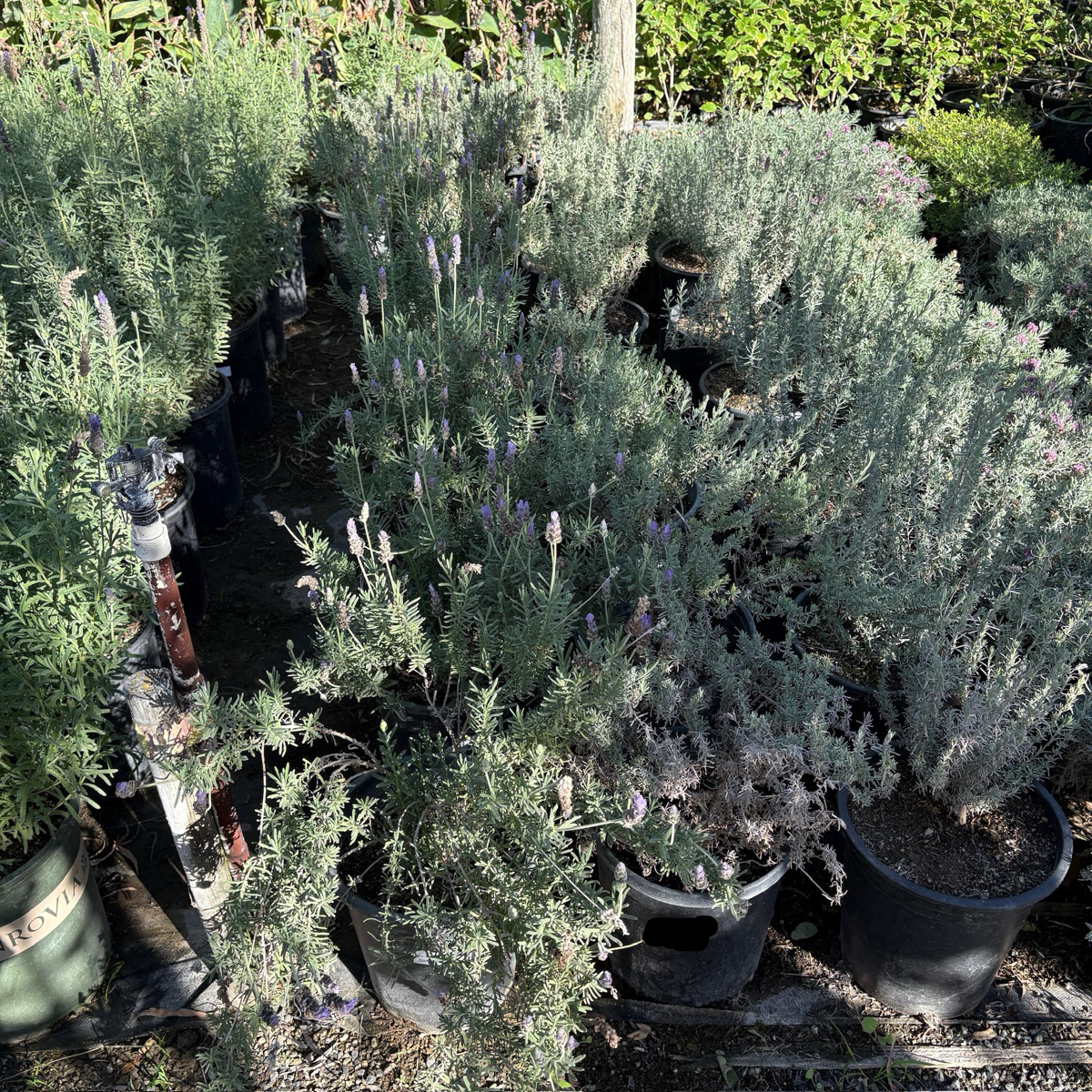 lavender planta Spanish Lavender 'Otto Quast'