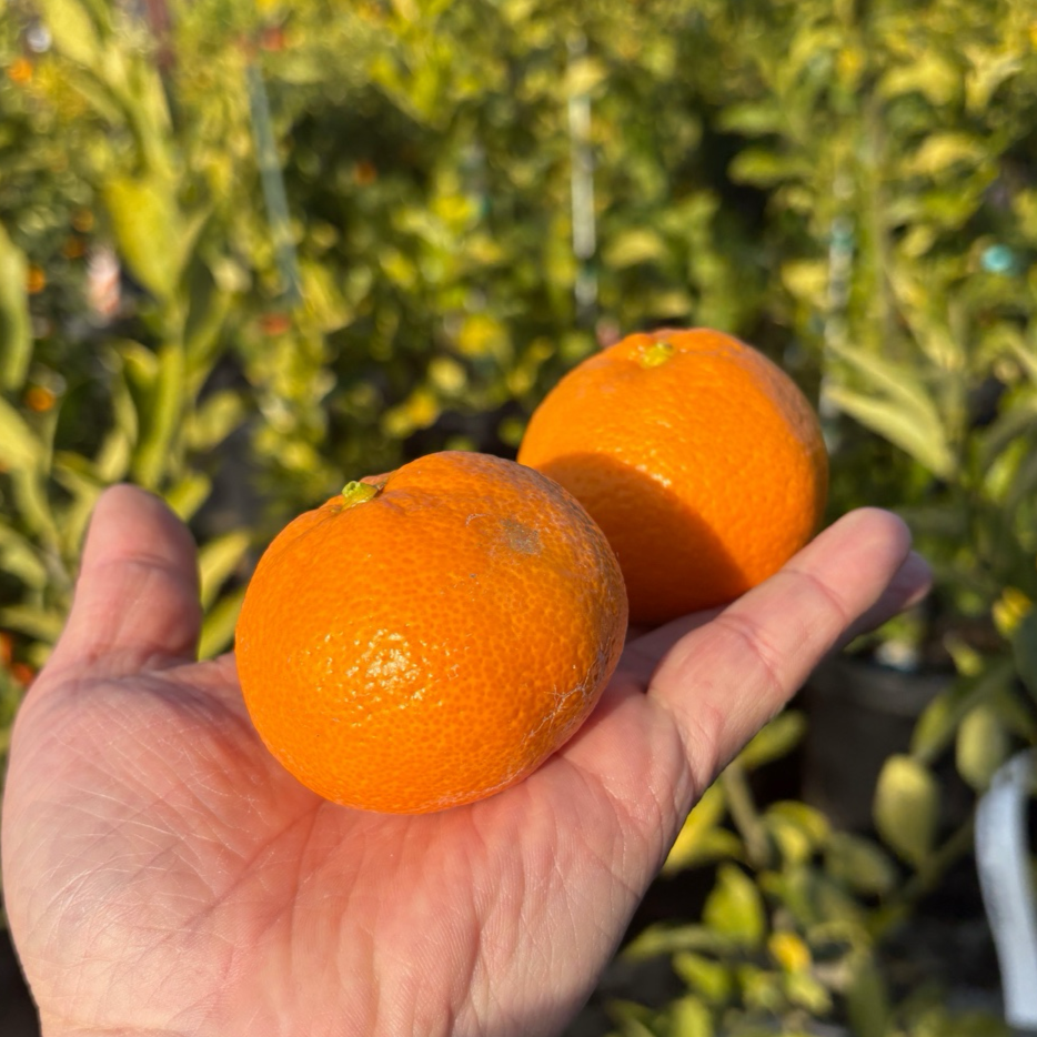 Owari Satsuma Mandarin