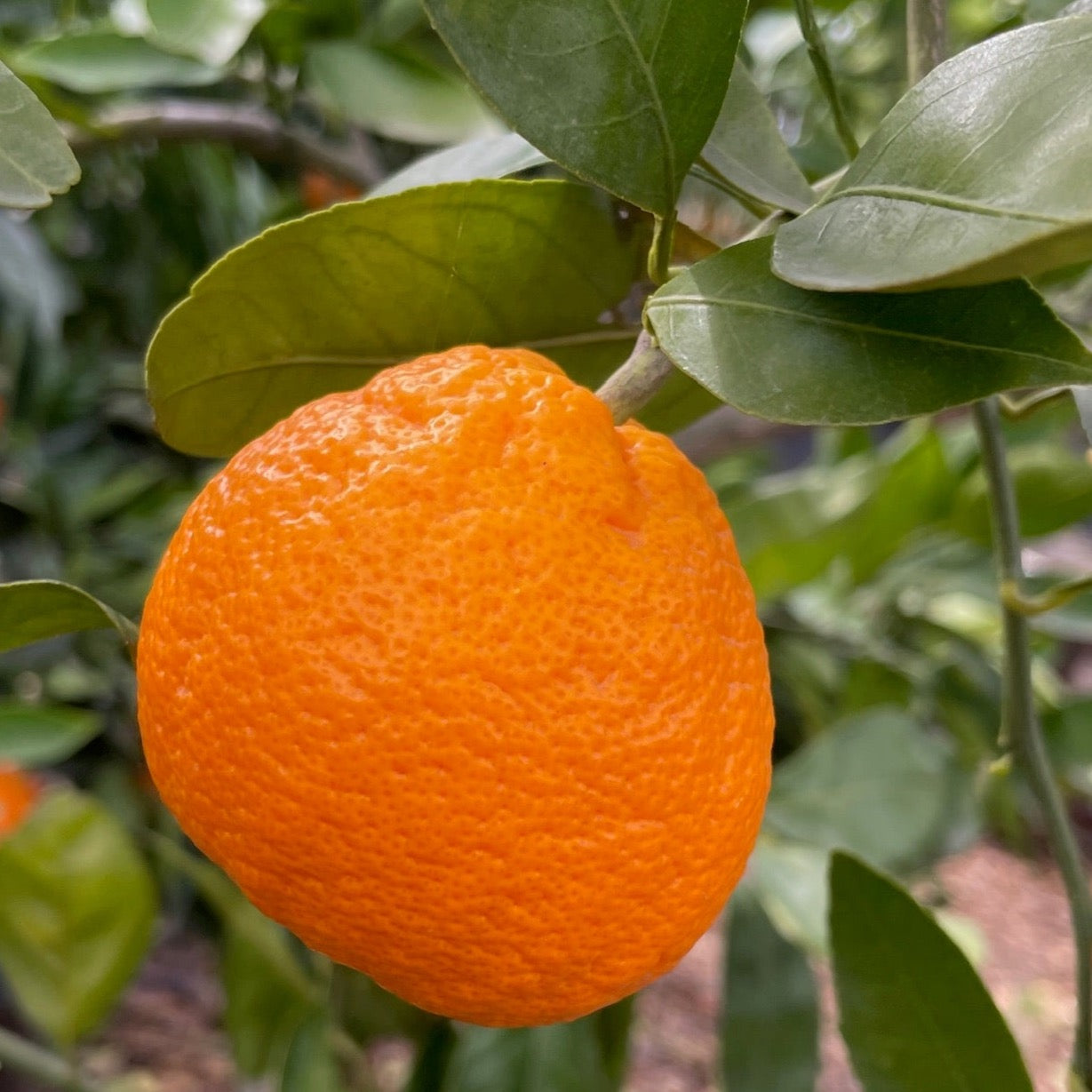 Owari Satsuma Mandarin