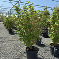 Potted Pacific Fire Vine Maple trees in a greenhouse setting with gravel ground and metal structure.