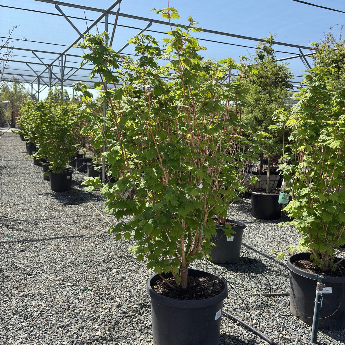 Potted Pacific Fire Vine Maple trees in a greenhouse setting with gravel ground and metal structure.