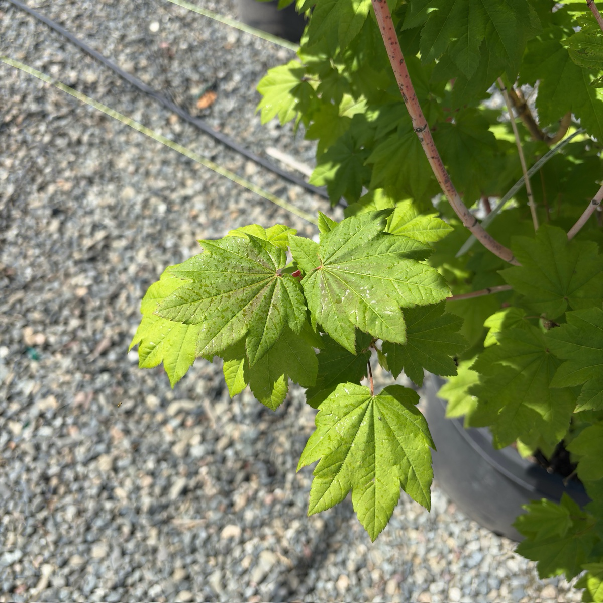 Close-up of green Pacific Fire Vine Maple leaves with a blurred gravel background