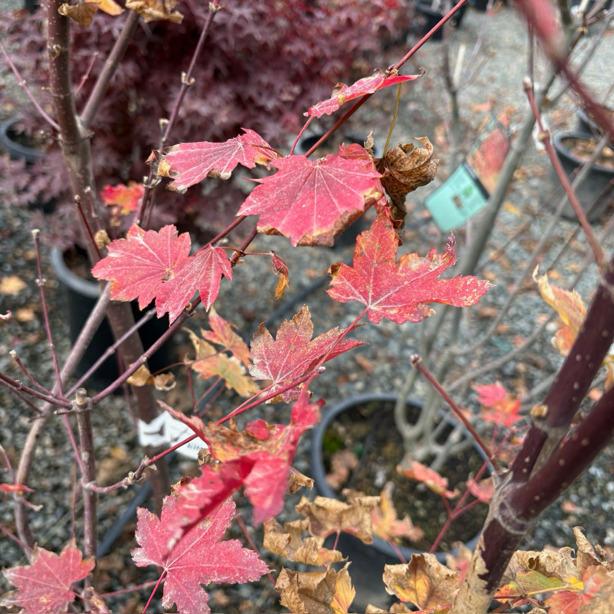 Red and green leaves on Pacific Fire Vine Maple with blurred pots and garden background