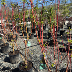 Potted Pacific Fire Vine Maple with red-brown stems in a nursery setting
