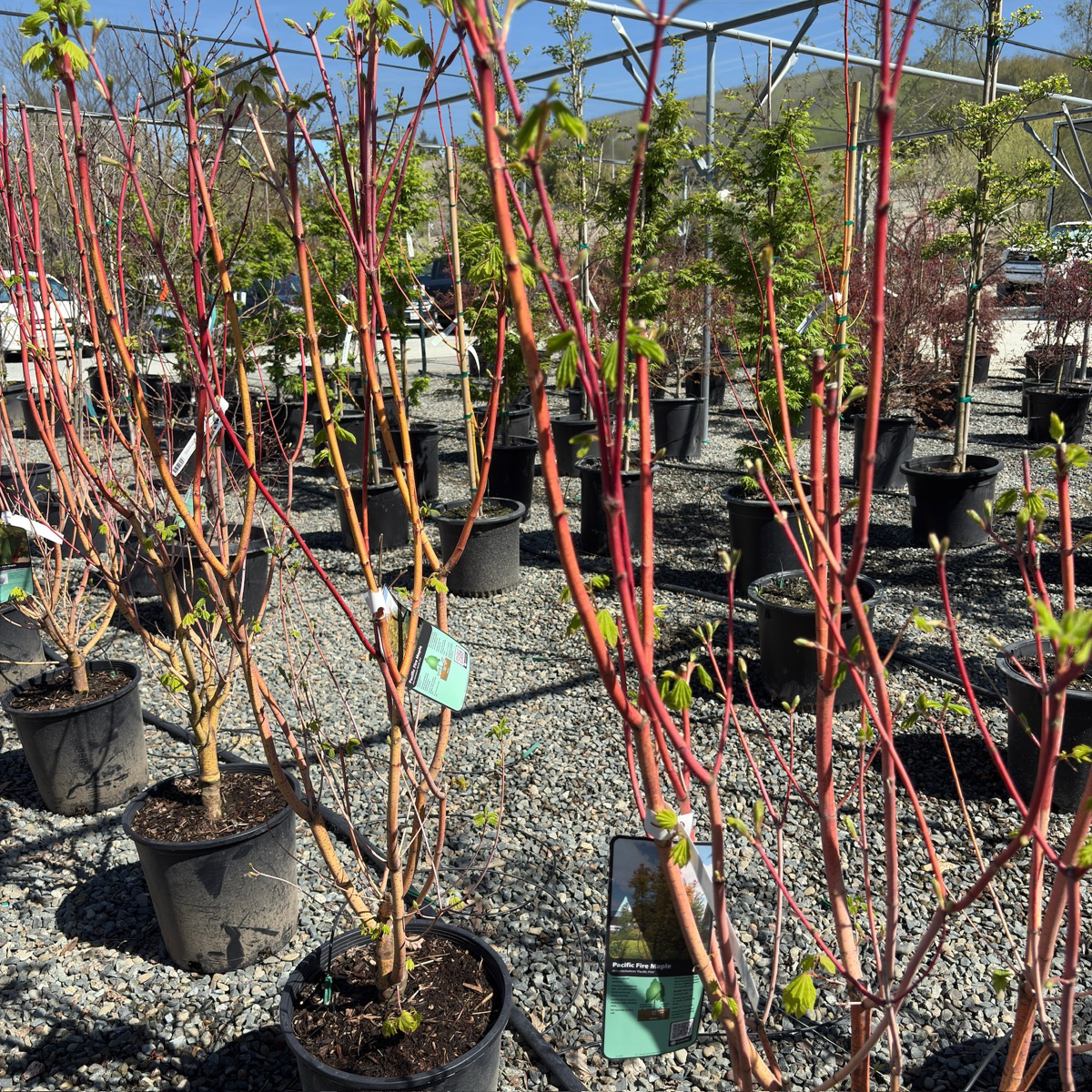 Potted Pacific Fire Vine Maple with red-brown stems in a nursery setting