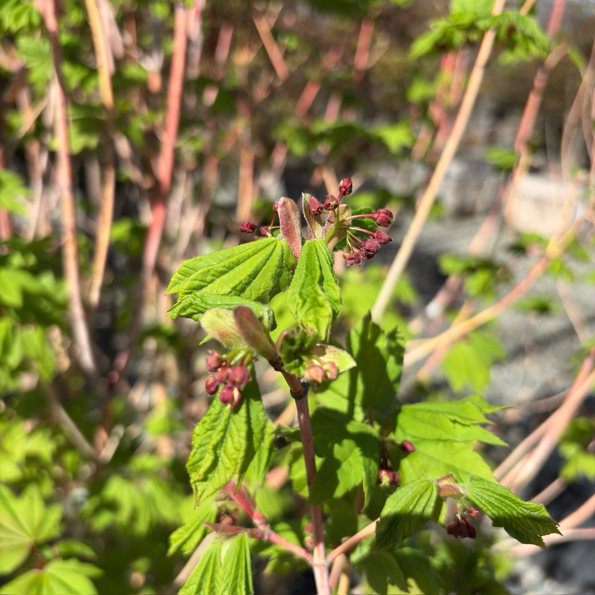 Close-up of a branch with green leaves and small red buds on Pacific Fire Vine Maple