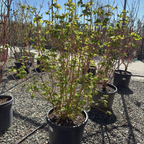Potted Pacific Fire Vine Maple in a nursery setting with a clear sky.