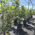 Pacific Fire Vine Maple