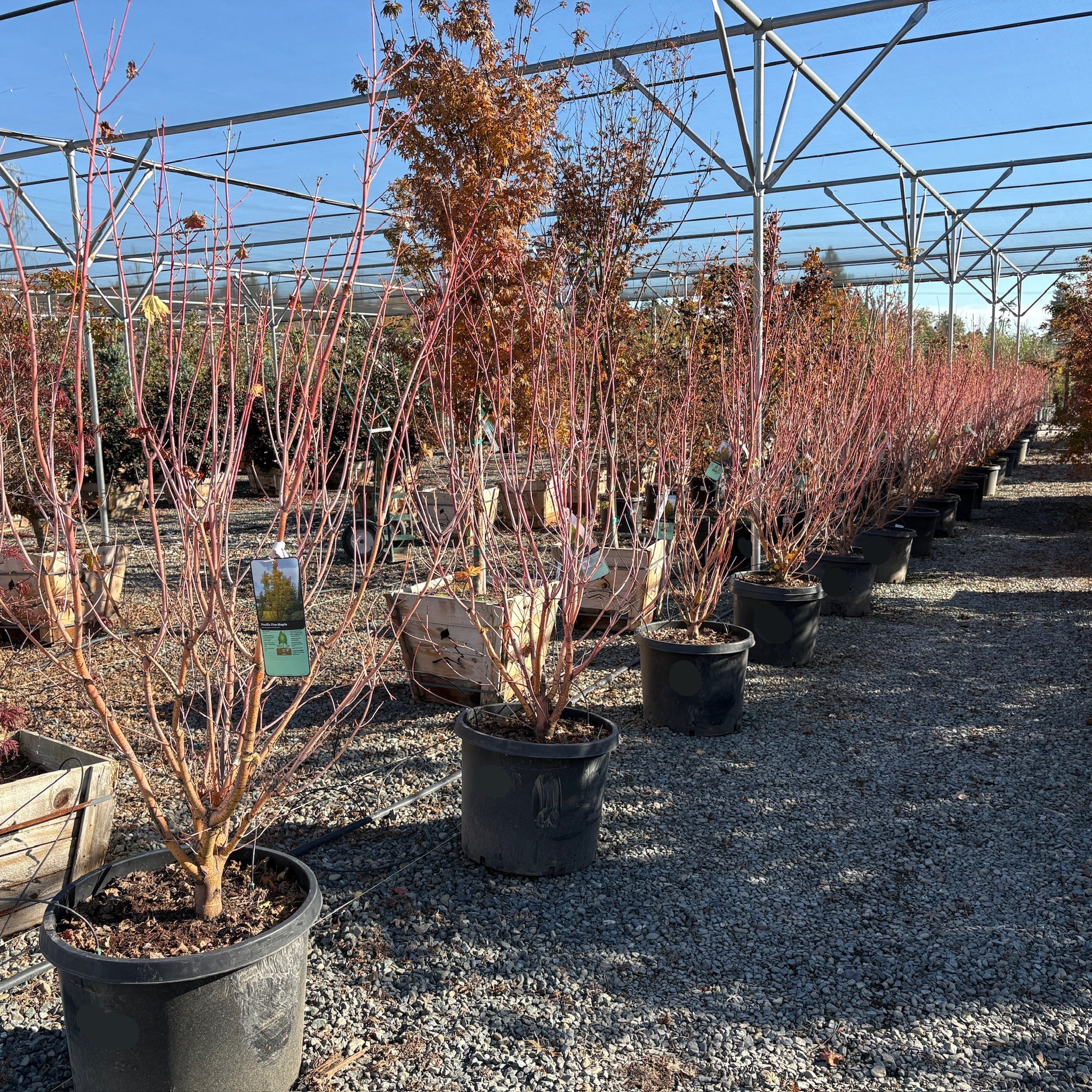 Pacific Fire Vine Maple