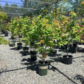 Pacific Fire Vine Maple