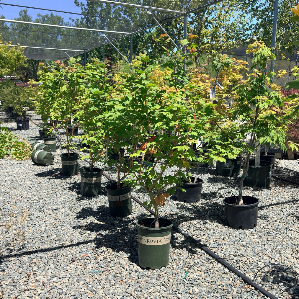 Pacific Fire Vine Maple