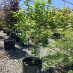 Pacific Fire Vine Maple