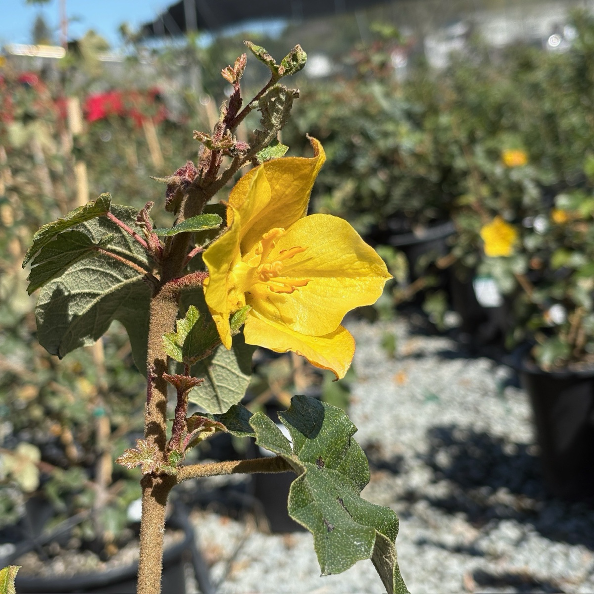 Pacific Sunset Hybrid Flannel Bush with green leaves in a garden setting