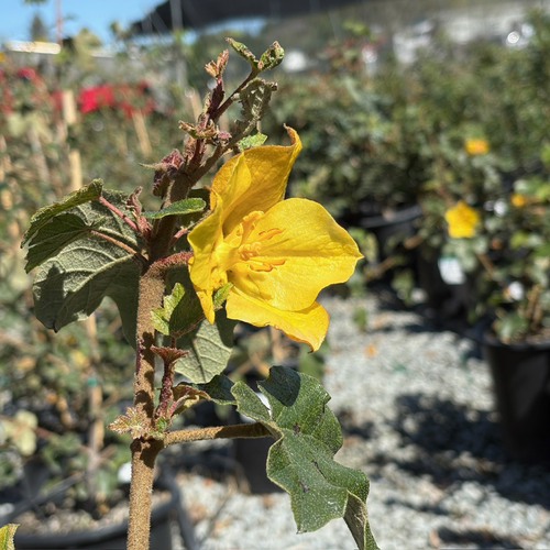 Pacific Sunset Hybrid Flannel Bush | Evergreen California Shrub