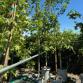 Pacific Sunset Maple