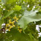 Pacific Sunset Maple