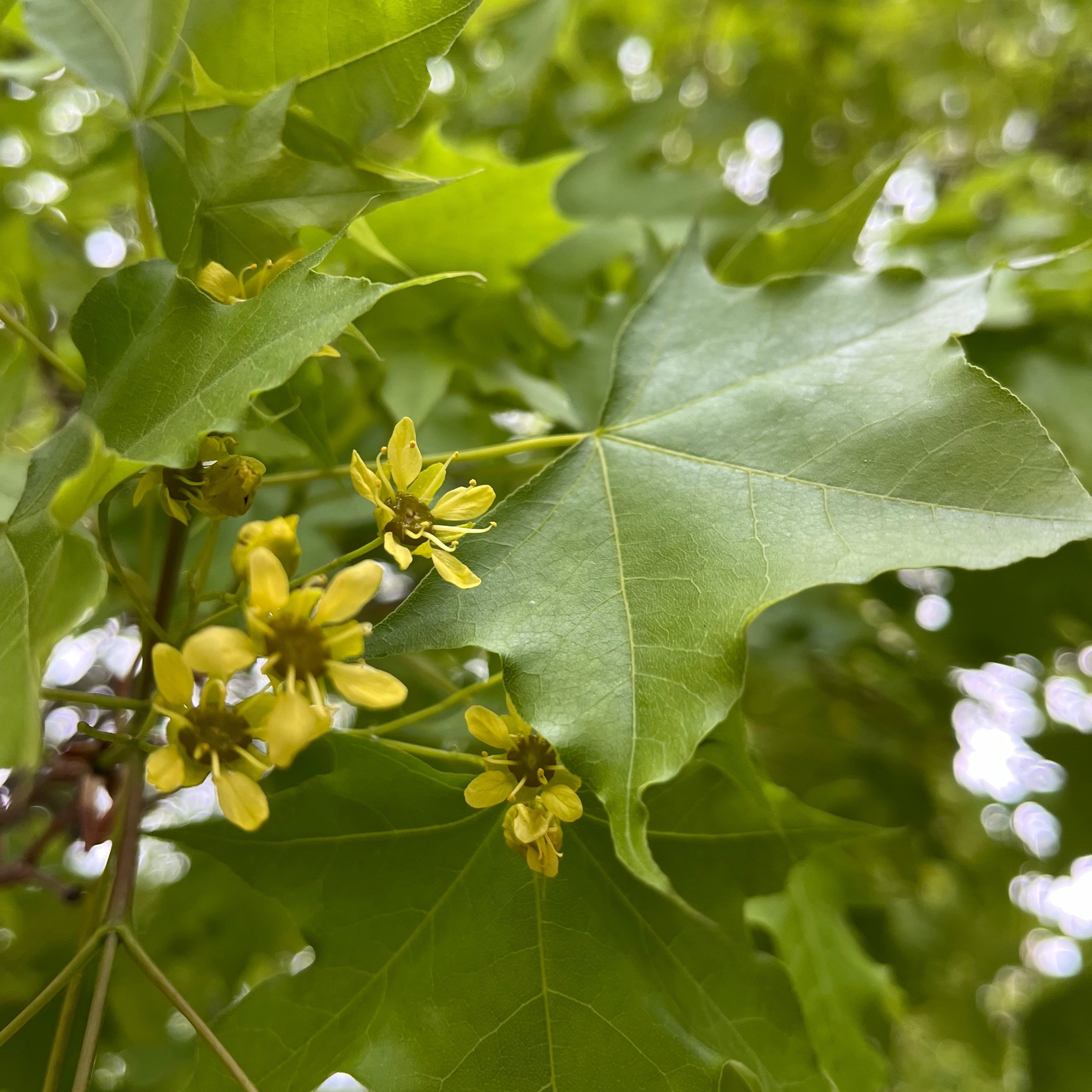 Pacific Sunset Maple