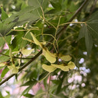 Pacific Sunset Maple