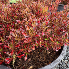 Pacific Sunset Mirror Plant