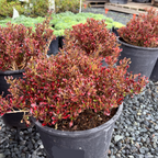 Pacific Sunset Mirror Plant