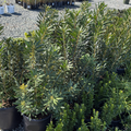 Pacific Wax Myrtle