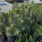 Pacific Wax Myrtle