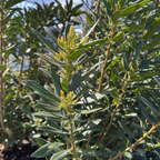 Pacific Wax Myrtle