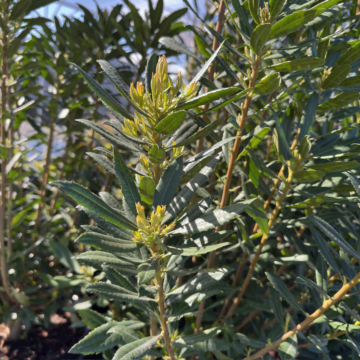 Pacific Wax Myrtle