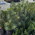 Pacific Wax Myrtle