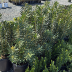 Pacific Wax Myrtle