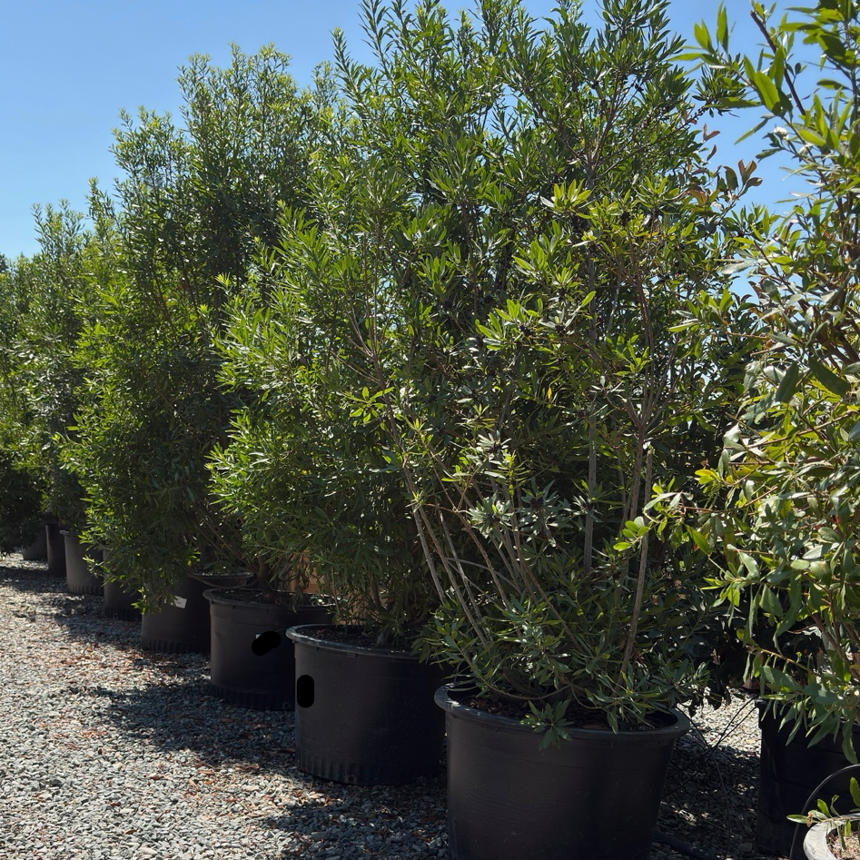 Pacific Wax Myrtle