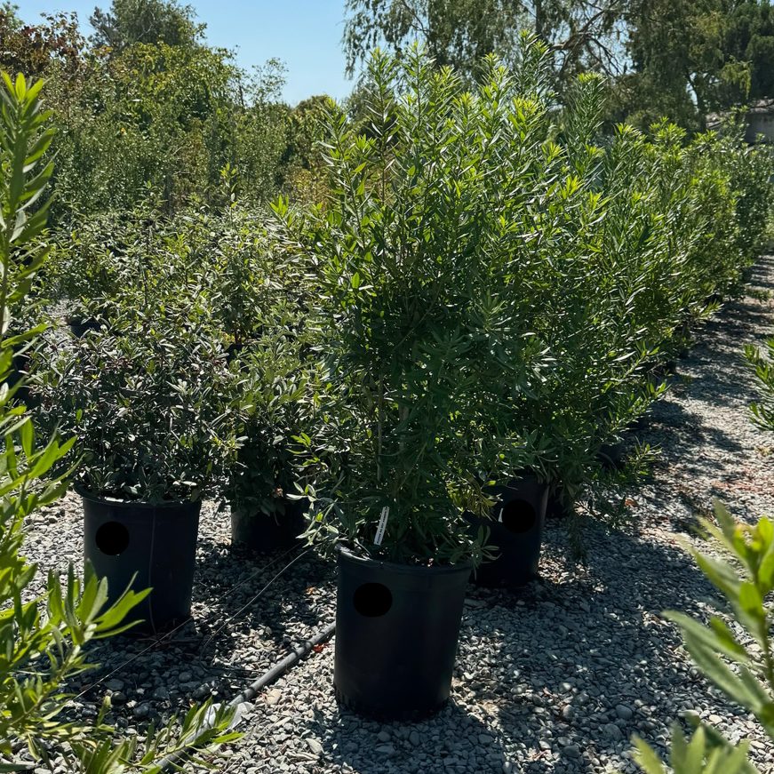 Pacific Wax Myrtle