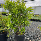 Pacific Wax Myrtle