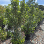 Pacific Wax Myrtle