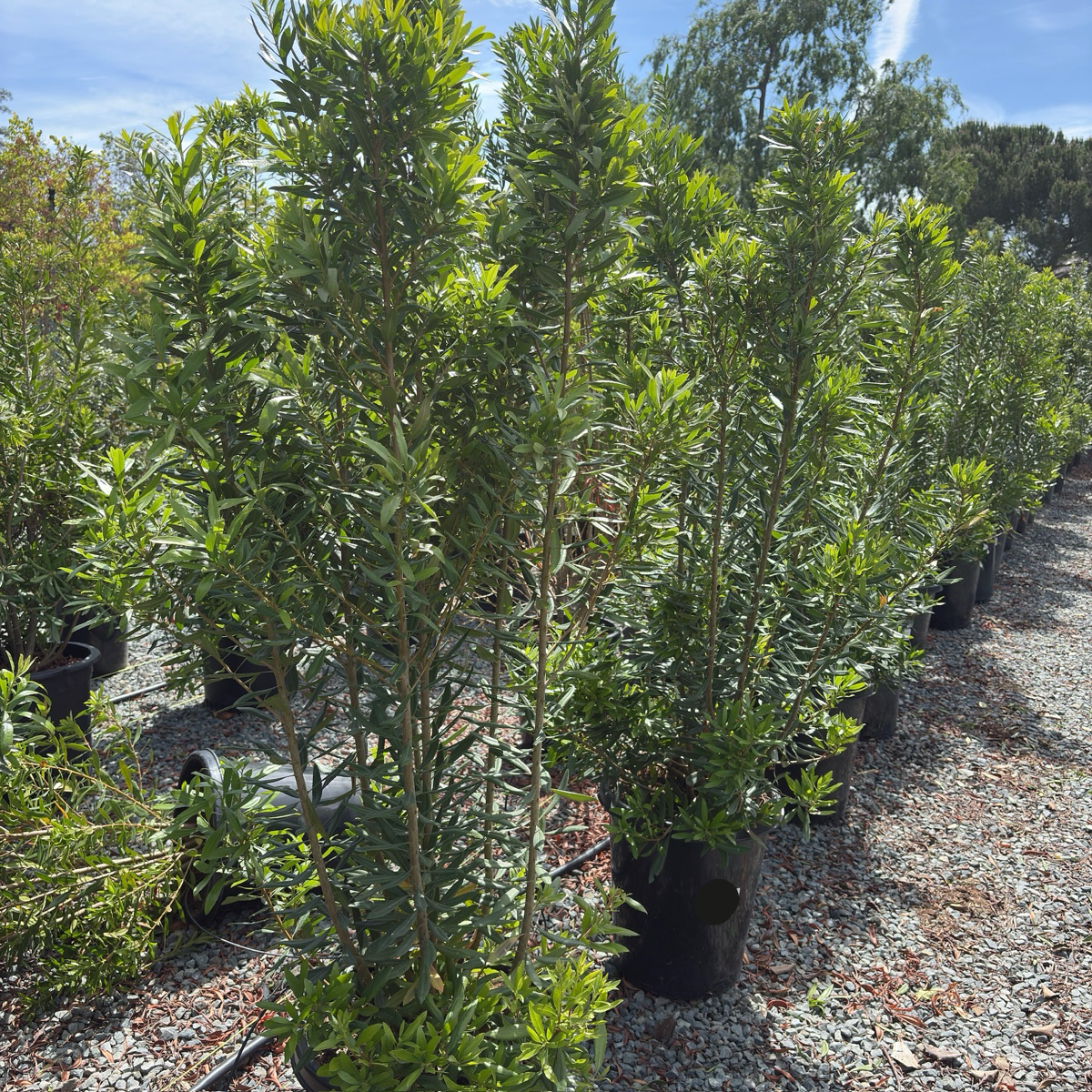 Pacific Wax Myrtle