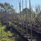 Pakistan Long Mulberry