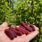 Hand holding a bunch of Pakistan Long Mulberry with a blurred green foliage background in Victory nursery