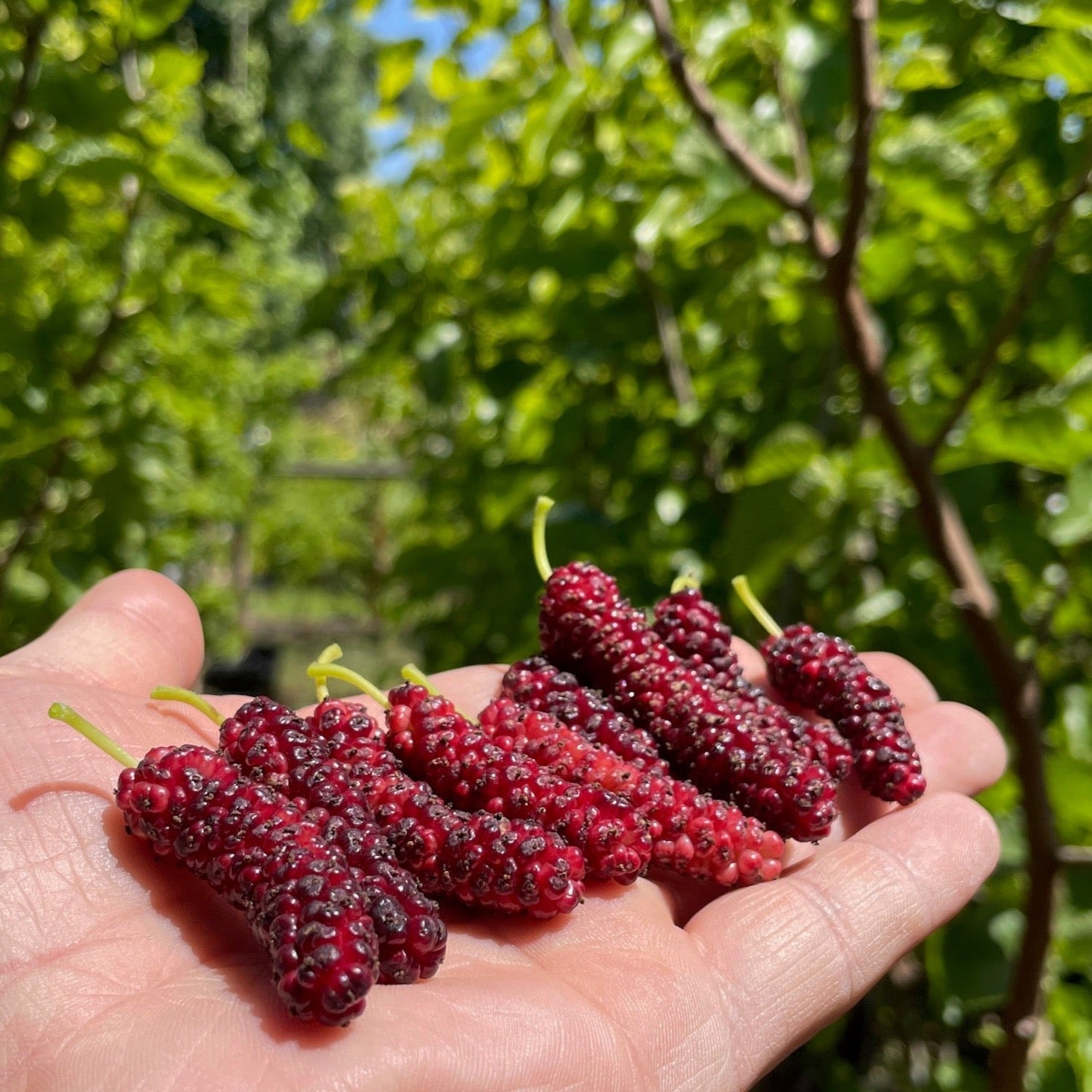 Hand holding a bunch of Pakistan Long Mulberry with a blurred green foliage background in Victory nursery